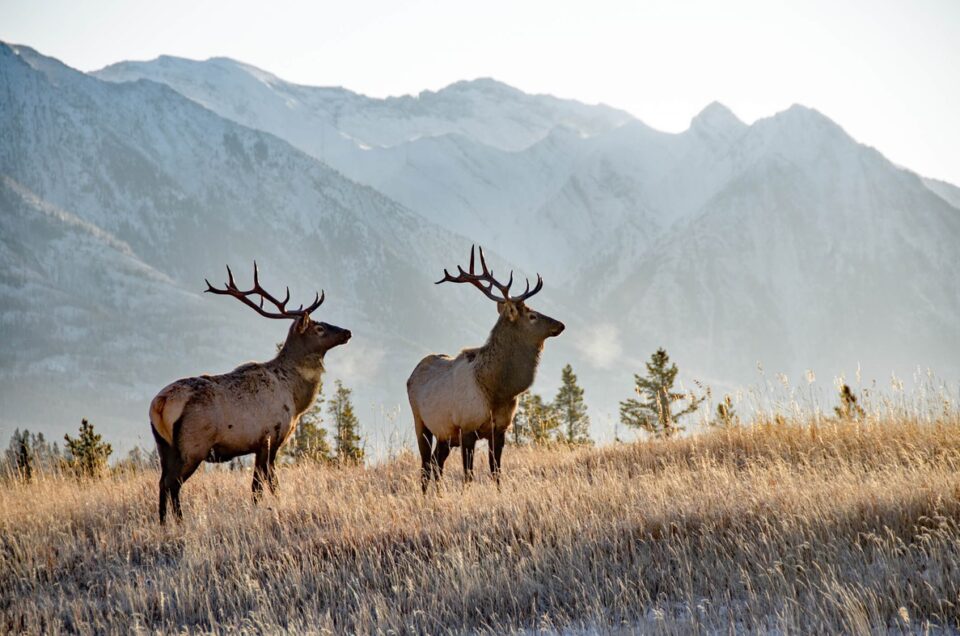 Two elk stand in tall grass with majestic mountains in Alberta, Canada